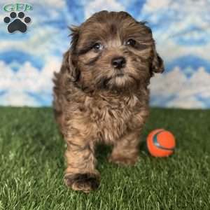 Chevy, Shih-Poo Puppy